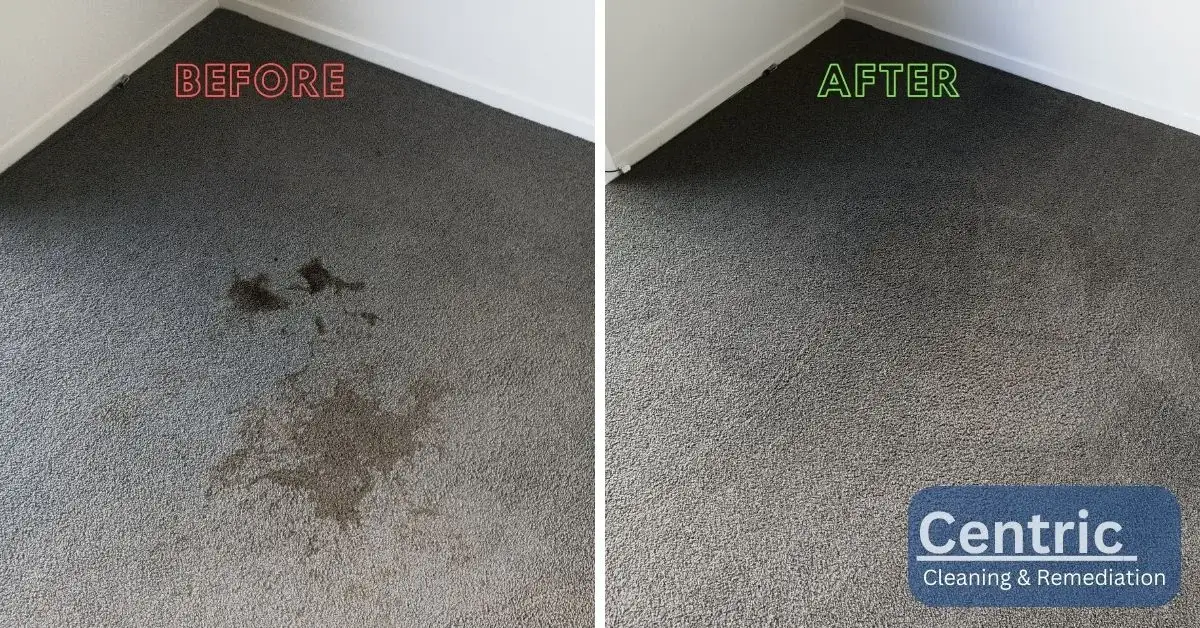 Wine Stain Removal Auckland